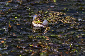 Wasserfrosch (Rana esculenta) im Löschteich am Zollbahnhof in Homburg