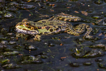 Wasserfrosch (Rana esculenta) im Löschteich am Zollbahnhof in Homburg