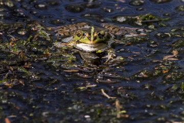 Wasserfrosch (Rana esculenta) im Löschteich am Zollbahnhof in Homburg