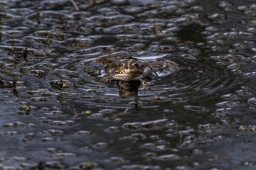 Wasserfrosch (Rana esculenta) im Löschteich am Zollbahnhof in Homburg