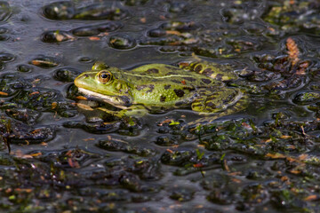 Wasserfrosch (Rana esculenta) im Löschteich am Zollbahnhof in Homburg