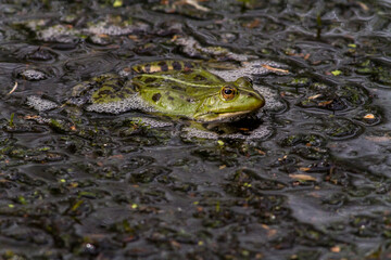 Wasserfrosch (Rana esculenta) im Löschteich am Zollbahnhof in Homburg