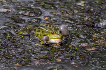 Wasserfrosch (Rana esculenta) im Löschteich am Zollbahnhof in Homburg