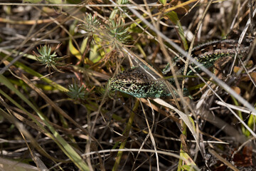 Zauneidechse (Lacerta agilis) im Gelände des Orchideenpfades in Gersheim im südlichen Saarpfalz-Kreis