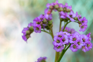 Flowers of garden bergenia on a blurred background.