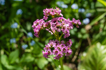 Fototapeta na wymiar Decorative bergenia flowers on a semi-blurred background.