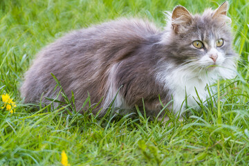 Naklejka na ściany i meble Tricolor domestic cat on a background of green grass.