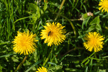 A fly on a yellow dandelion as a natural background.