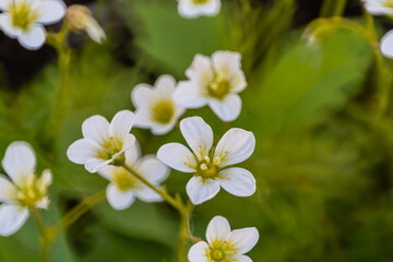 Obraz na płótnie Canvas Close-up of small white ornamental moss flowers.