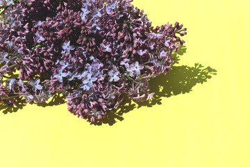 A branches of lilacs on yellow background with a shadows. Natural background with empty space. Flay...