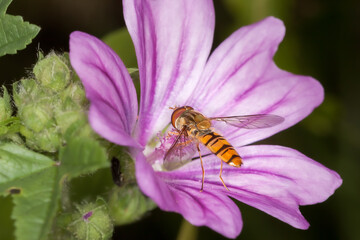 Schwebefliege