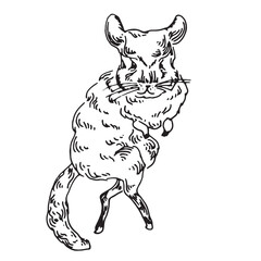 line art illustration of chinchilla hand drawn doodle animal hovering in three quarters