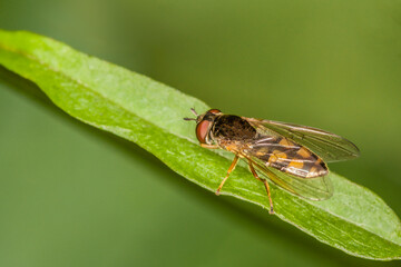 Schwebefliege