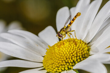 Schwebefliege