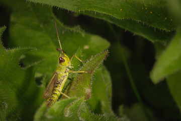 Grashüpfer