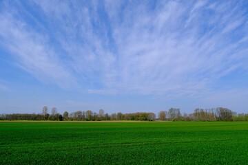 Fototapeta na wymiar Baumgruppe in einer ländlichen Umgebung mit blauem Himmel