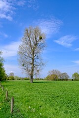Baum in einer ländlichen Umgebung mit blauem Himmel