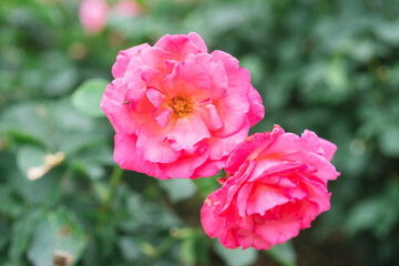 Fototapeta na wymiar 新宿に咲くバラの花