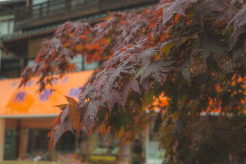 梅雨のとある日、木の葉に雨のしずくが滴っている写真。