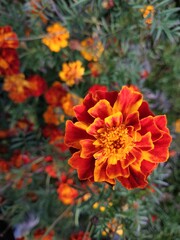 Lush marigold bushes