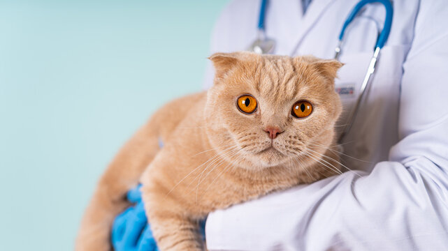 Male veterinarian doctor is holding a cat on his hands. Veterinary examination of the cat. kitten at the veterinarian. Animal clinic. Pet check and vaccination. Healthcare. Close up