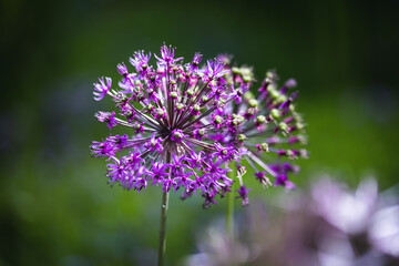 Fototapeta premium close up of a flower
