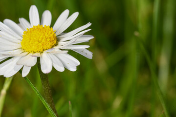 Obraz premium Ein Gänseblümchen auf einer Wiese, Marko mit Kopierraum