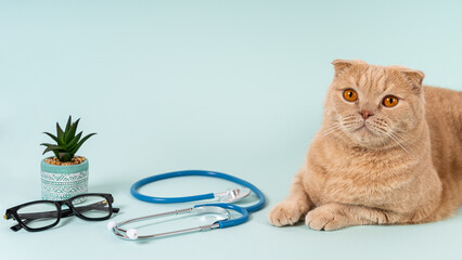 Cute scottish fold cat on reception at veterinary doctor in vet clinic. Cat lying near the...