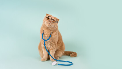 Cute funny cat with glasses and stethoscope looking at copy space. Doctor cat, veterinarian. The...