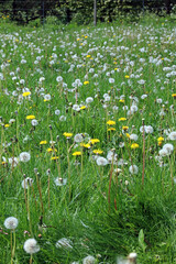 Field of Dandelion flowers and seed heads, Derbyshire England
