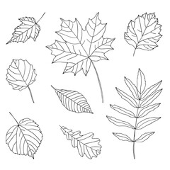 Set of leaves of different trees. Simple line drawing by hand isolated on white background. Black outline of leaves with veins.
