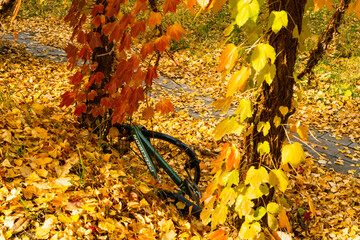 大量の銀杏の落ち葉に埋もれた自転車