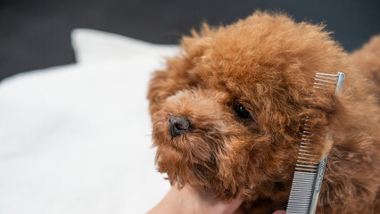 Woman combing a toy poodle during a haircut in a grooming salon. 