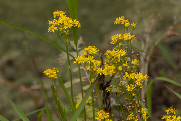 long stem yellow flowers growing near a lake
