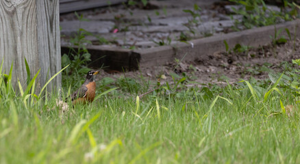 birds captured over a course of hiking trips