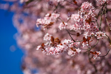Spring alley of blossom pink cherry trees in Poland