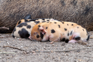 Baby Schweine rosa schwarz gepunktet in Freilandhaltung mit Muttersau - 607819625