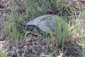 Turtle just chilling on the edge of a walking path near a swamp area