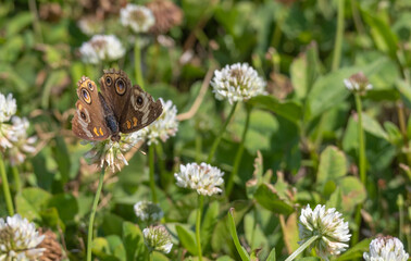 butterflies and moths hanging out on local flowers