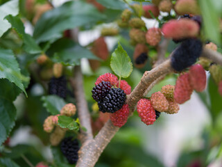 Fresh Mulberry ripe and unripe on the branch of tree.Healthy berry fruit. Selective focus.