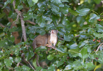 squirrel playing in the woods near a trail