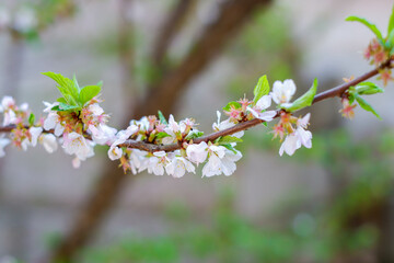 Close-up view of an apple tree branch in the centre of Moscow during self-isolation. Spring in Moscow.