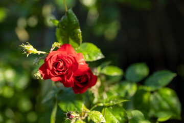 a bush with a red rose in spring