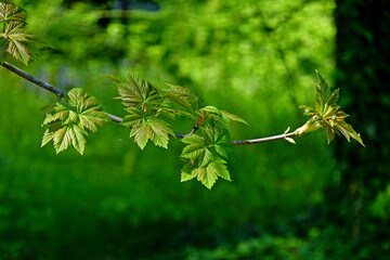 green leaves on a branch