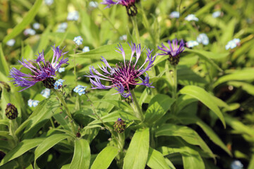 Closeup of sunlit Cornflower blooms, Nottinghamshire, England
