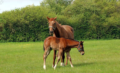 Mother with foal, Nottinghamshire, England
