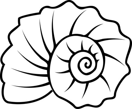Line art shell illustration. Contour illustration with black thin line