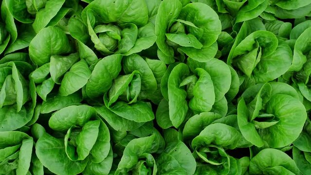 Romaine lettuce grows in the soil in greenhouse. Green leaves romaine lettuce on organic farm. Food and vegetable health. Organic salad, ready to be harvested, close-up rotation background