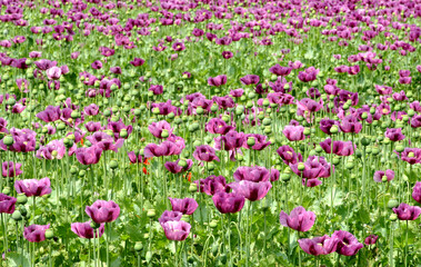 Naklejka premium blooming purple poppy flower field in the spring. green seed pods and stem. scientific name Papaver somniferum. colorful rural scene. medical plant concept. soft green background with dense foliage.