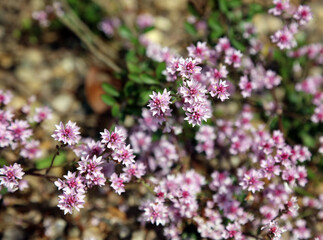 Closeup of Fairies' hair flowers, Nottinghamshire, England
